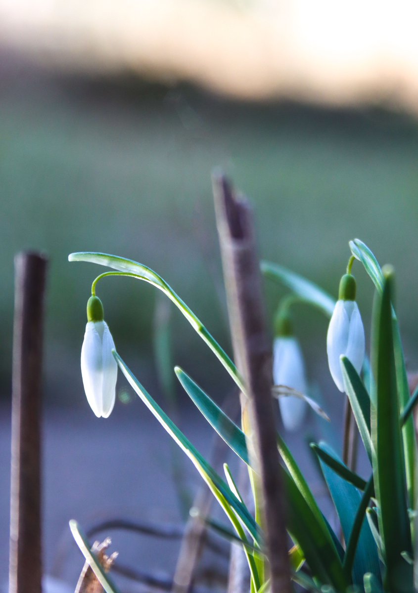I GOT A NEW CAMERA

#photography #snowdrop #spring #springphotography #nature #naturephotography #photooftheday #photographyredefined