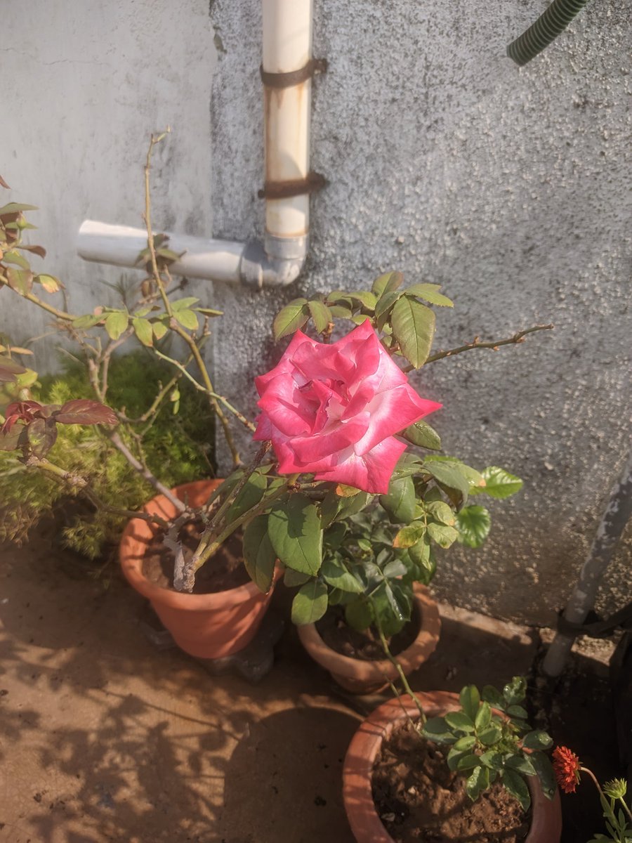 AniGowardhan's tweet photo. Sunday Morning Rose Bloom
โ๏ธ๐ทโค๏ธ๐น๐ฉท
#RoseBloom
#PinkWhiteRose
#RedRose
#MyGarden
#MyGardenRose
#AniketGowardhan https://t.co/dwxMGMVEH8