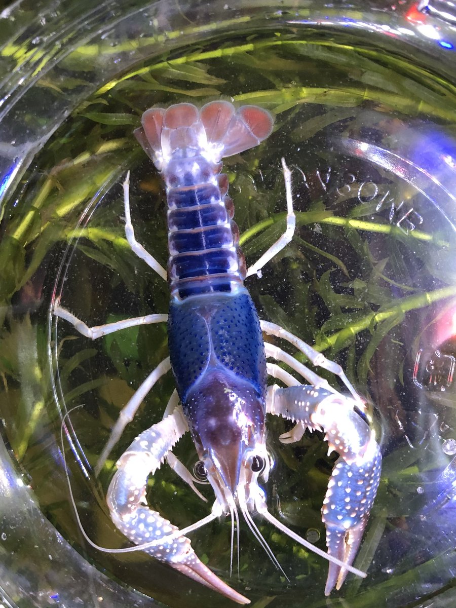 拡散希望】 アメリカザリガニ🦞は昨年6月1日より規制されており、現在