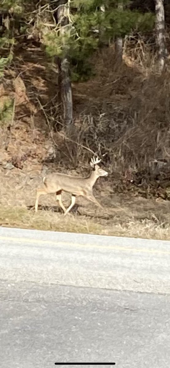 This guy strolled right by. #NorthIdaho