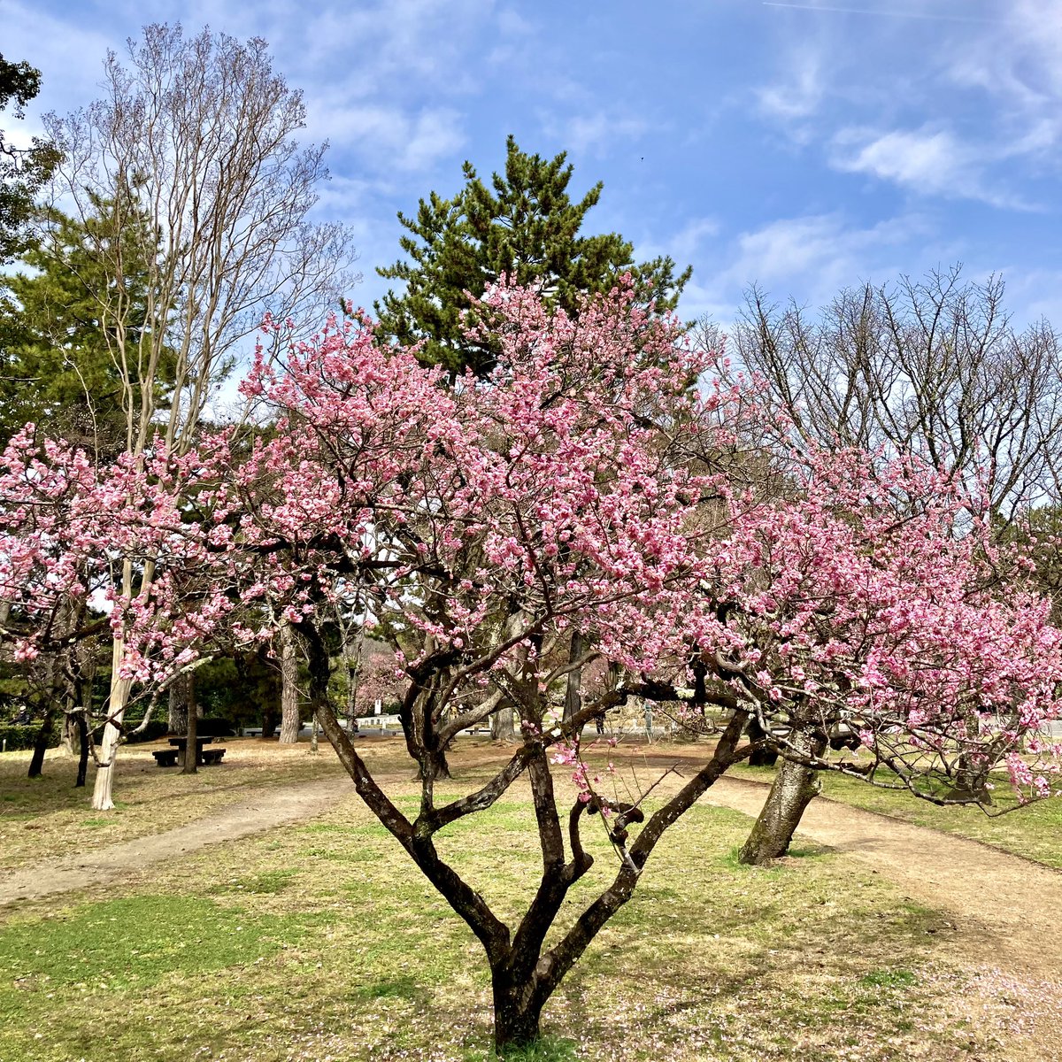 神苑梅林 神苑梅林 梅宮大社 梅