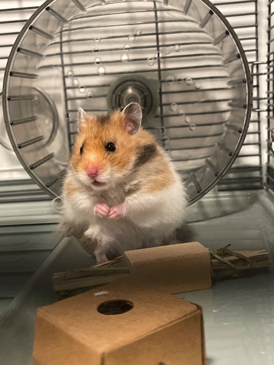 tjwysk04's tweet photo. Guys me and @Mistrellaa have a kid meet WAFFLE 🧇 https://t.co/dB9teenqQ1