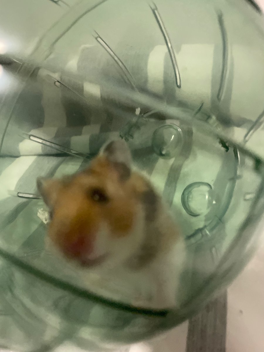 tjwysk04's tweet photo. Guys me and @Mistrellaa have a kid meet WAFFLE 🧇 https://t.co/dB9teenqQ1