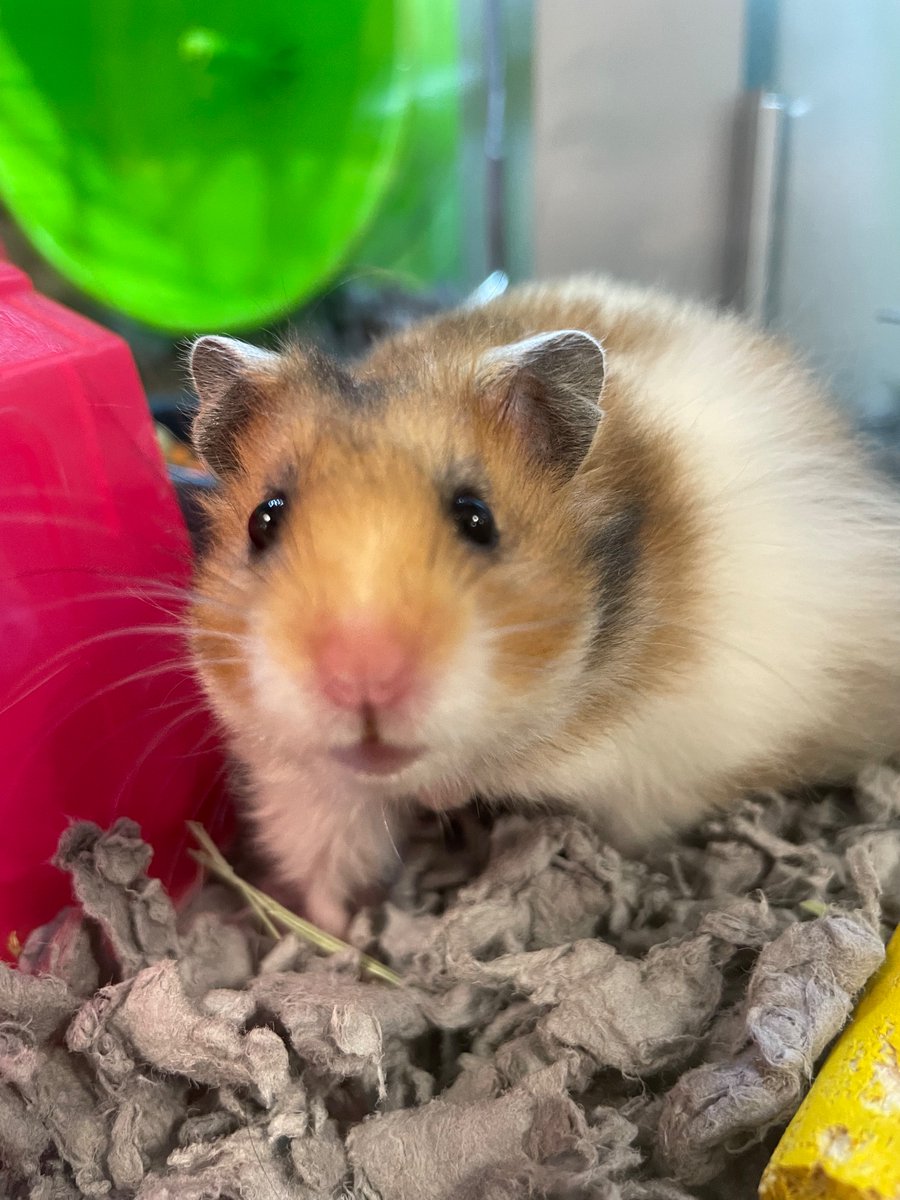 tjwysk04's tweet photo. Guys me and @Mistrellaa have a kid meet WAFFLE 🧇 https://t.co/dB9teenqQ1