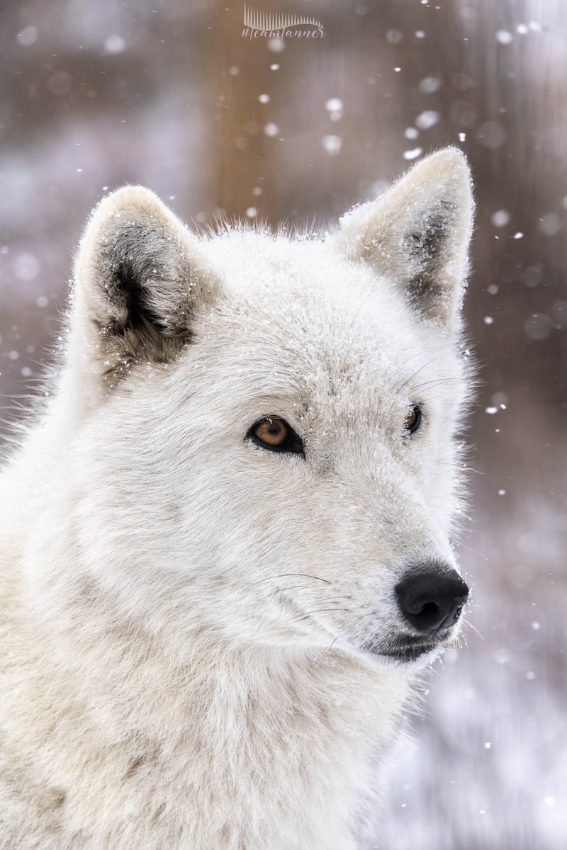 Went to the wolfdog sanctuary today! They are so beautiful! @treetanner @mikesobel