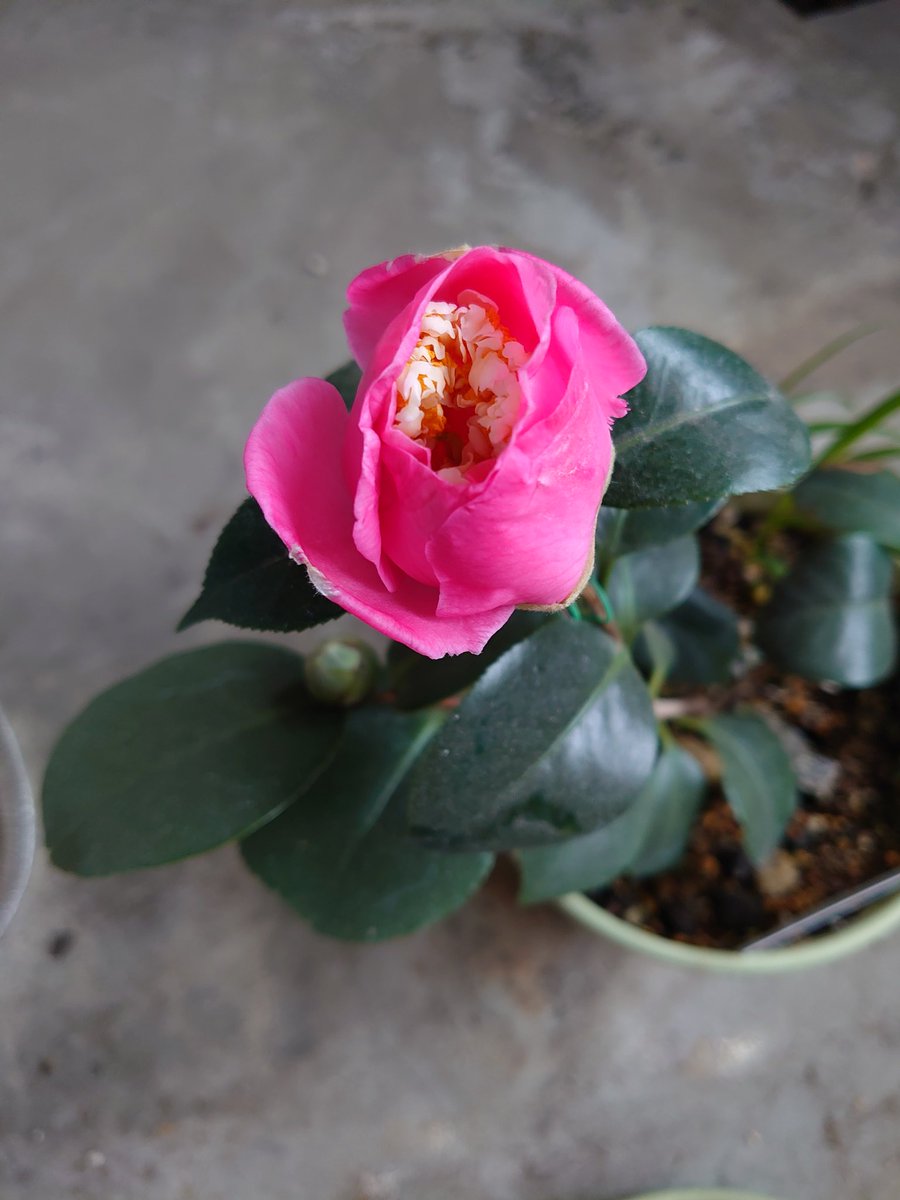 優しい人のところには
優しい花がきっと咲く