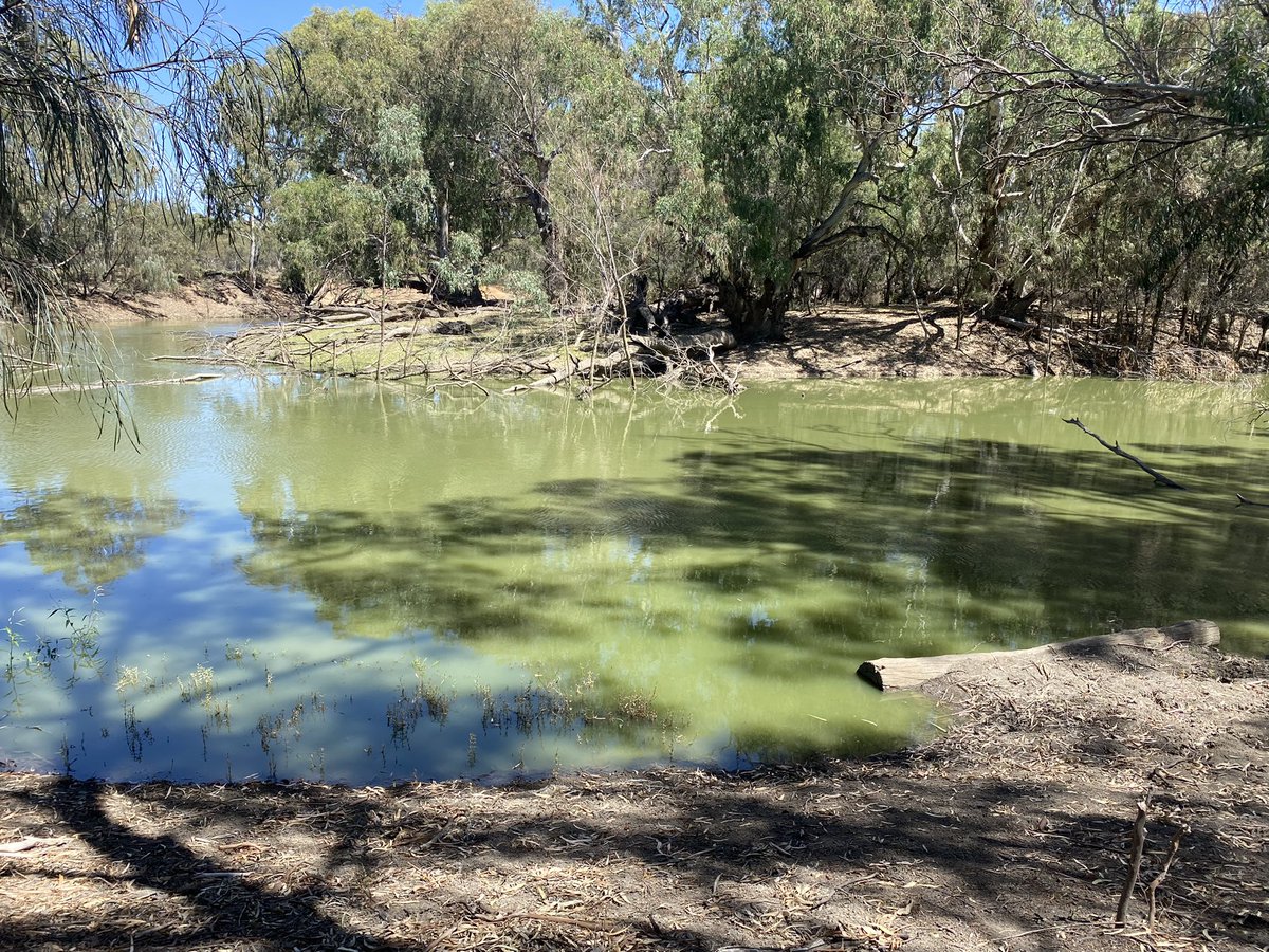 sandra ireson (@sandrairo) on Twitter photo This is the Lachlan River near Booligal today! With dams at over 90% why can’t fresh water be released in a timely manner to avoid this disaster?
<a href="/NSWDCCEEW_Water/">NSW DCCEEW - Water</a> <a href="/EDOLawyers/">Environmental Defenders Office</a> <a href="/theCEWH/">Environmental Water</a> <a href="/WaterNSW/">WaterNSW</a> #water #river #environment This is the Lachlan River near Booligal today! With dams at over 90% why can’t fresh water be released in a timely manner to avoid this disaster?
<a href="/NSWDCCEEW_Water/">NSW DCCEEW - Water</a> <a href="/EDOLawyers/">Environmental Defenders Office</a> <a href="/theCEWH/">Environmental Water</a> <a href="/WaterNSW/">WaterNSW</a> #water #river #environment