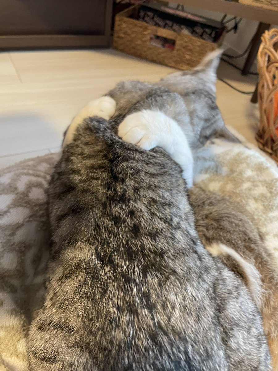 tane_nya's tweet image. がっちりホールド🤍
#tane #mano