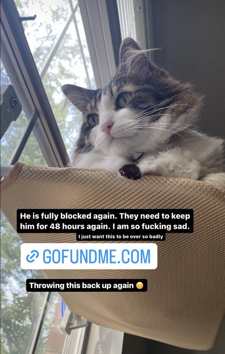 This is going to be my cat’s 4th ER stay in a week if anyone can please RT or donate that would be so amazing gofundme.com/f/help-hunter-…