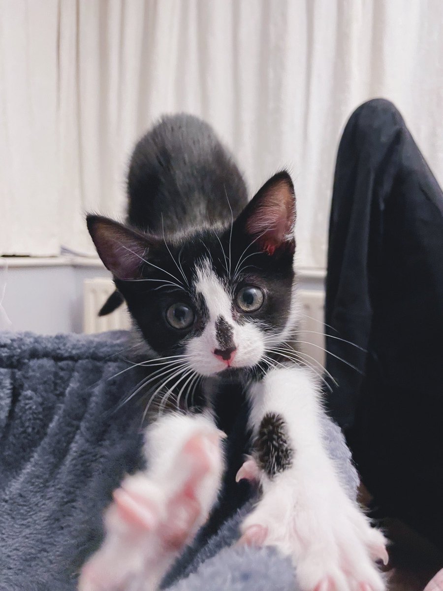 RabbitonBooks tweet media