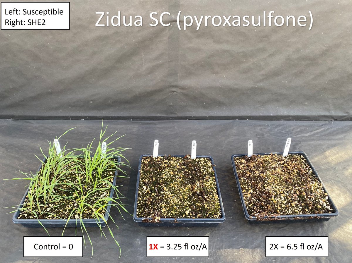 victorhvribeiro's tweet photo. Good news for wheat growers from Eastern Oregon. All downy brome populations screened were susceptible to pyroxasulfone. The integration of pyroxasulfone into a downy brome management program in winter wheat can assist in controlling ALS-resistant downy brome populations. https://t.co/ogeWnjZR1Z