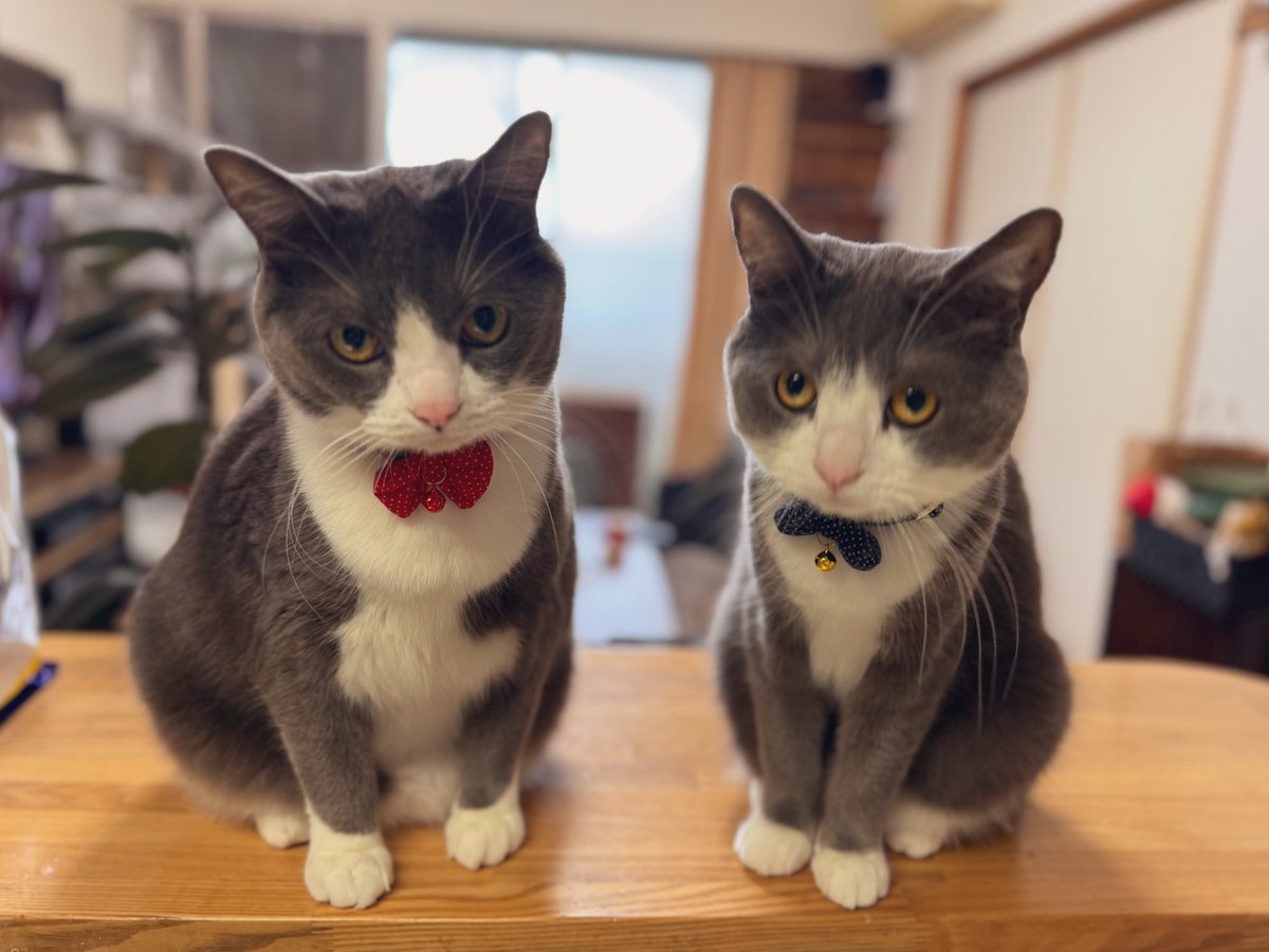 わがやのねこ (@neko_wagaya) / Posts / X