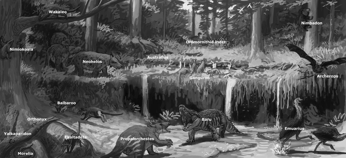 And so the Riversleigh stream concluded!
Lots of weird marsupials in this one. Since we chose to depict here a Miocene faunal zone you will not come across your typical Australian megafauna, like Diprotodon and Dromornis, that stuff came later.