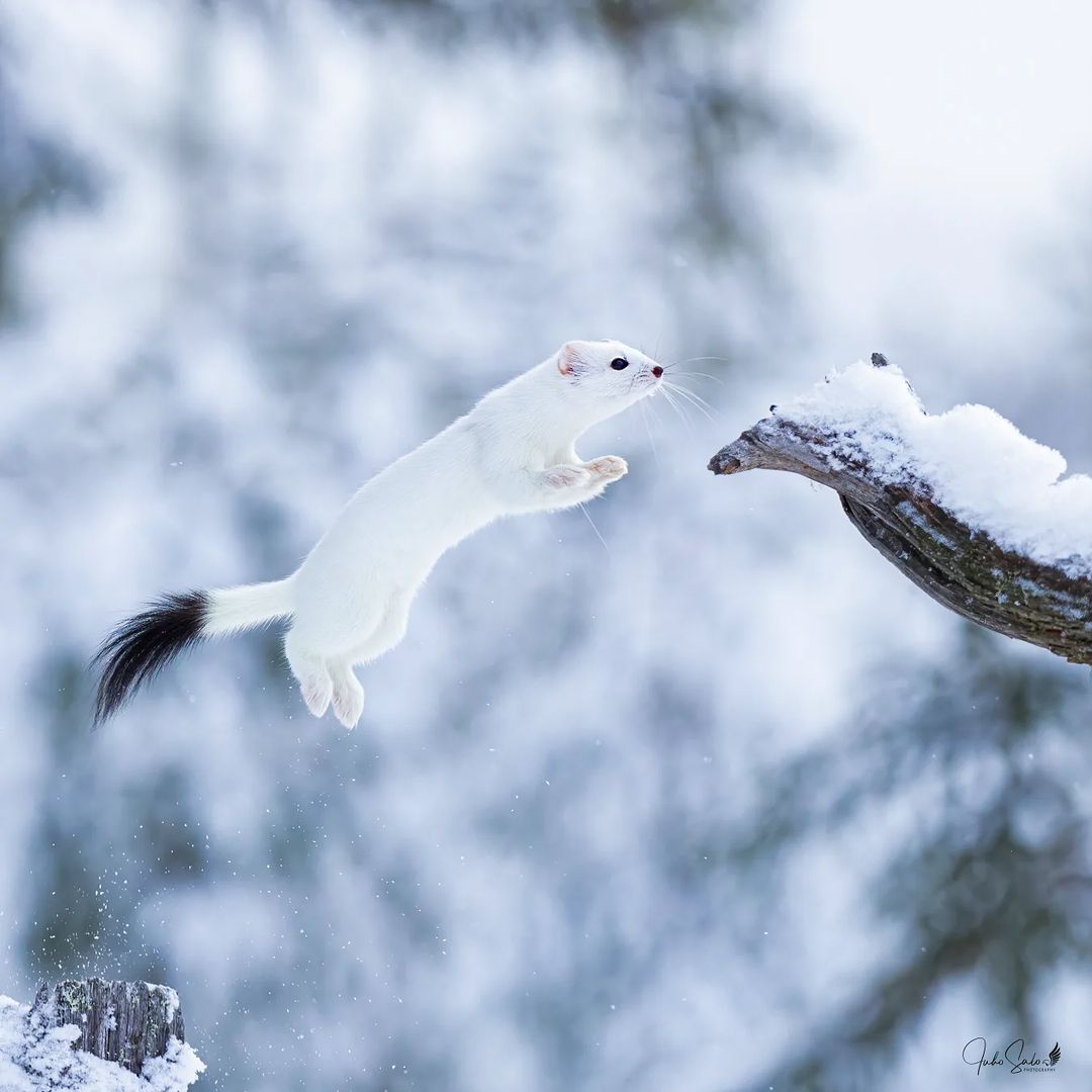 Eurasian Ermine (Mustela erminea). Photos taken in Kuhmo, Finland, and shared on IG by jsalophotography. We've added one to our Finnish Nature gallery:

tr.pinterest.com/DiscoverFinlan…

Discover more about the rich variety of Finnish wildlife: 
discoveringfinland.com/nature-attract…
