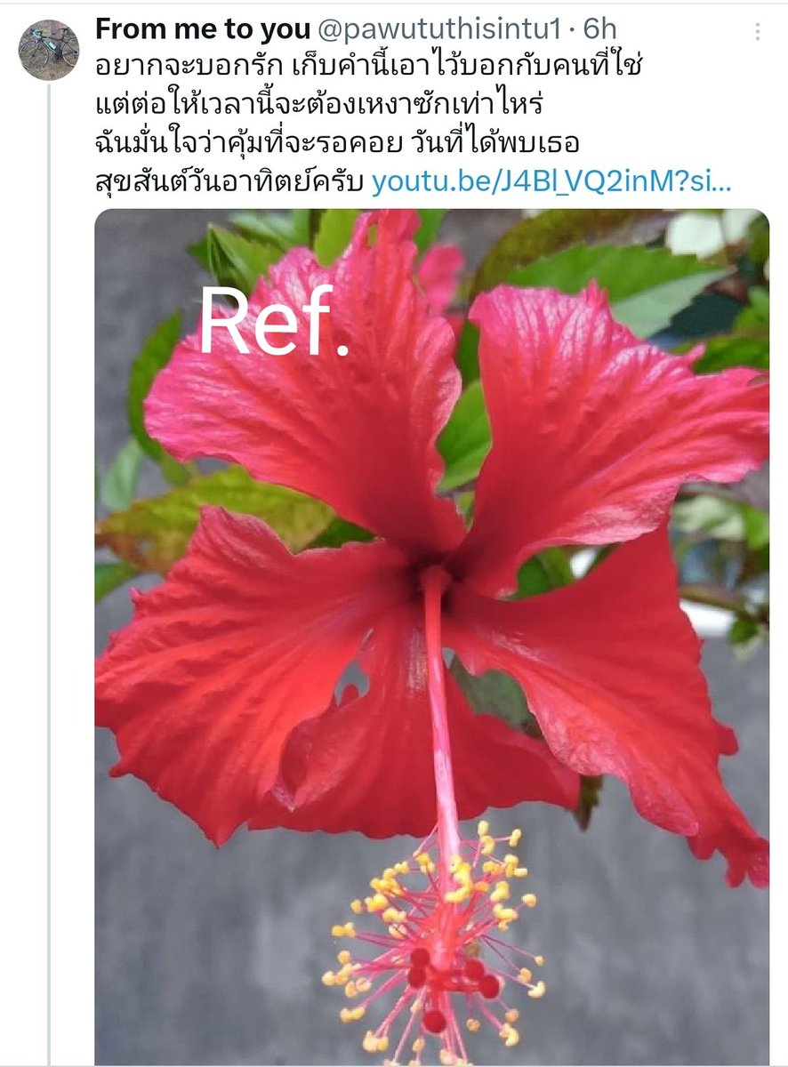 MⒾⒼ𝓐🅻Ⓔฟีนิกซ์นางฟ้า 🇹🇭🇺🇸 tweet media