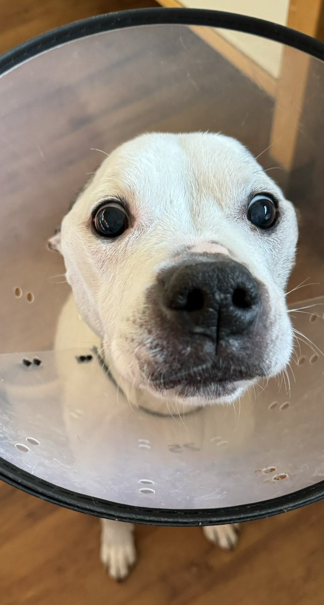 Dogs On The Streets tweet media