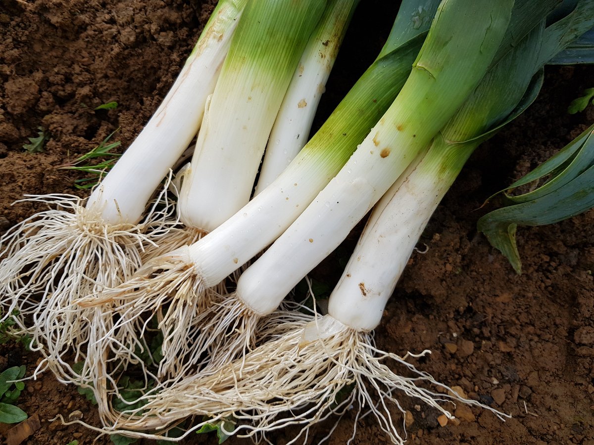 GrowMad Vegetable Variety of the Week - Leek 'Below Zero' Below Zero F1 produces pure white stems with dark leaves that stand well over a long period without bolting. This variety has good rust resistance with extreme cold resistance. Not only is the leek a well-known and very