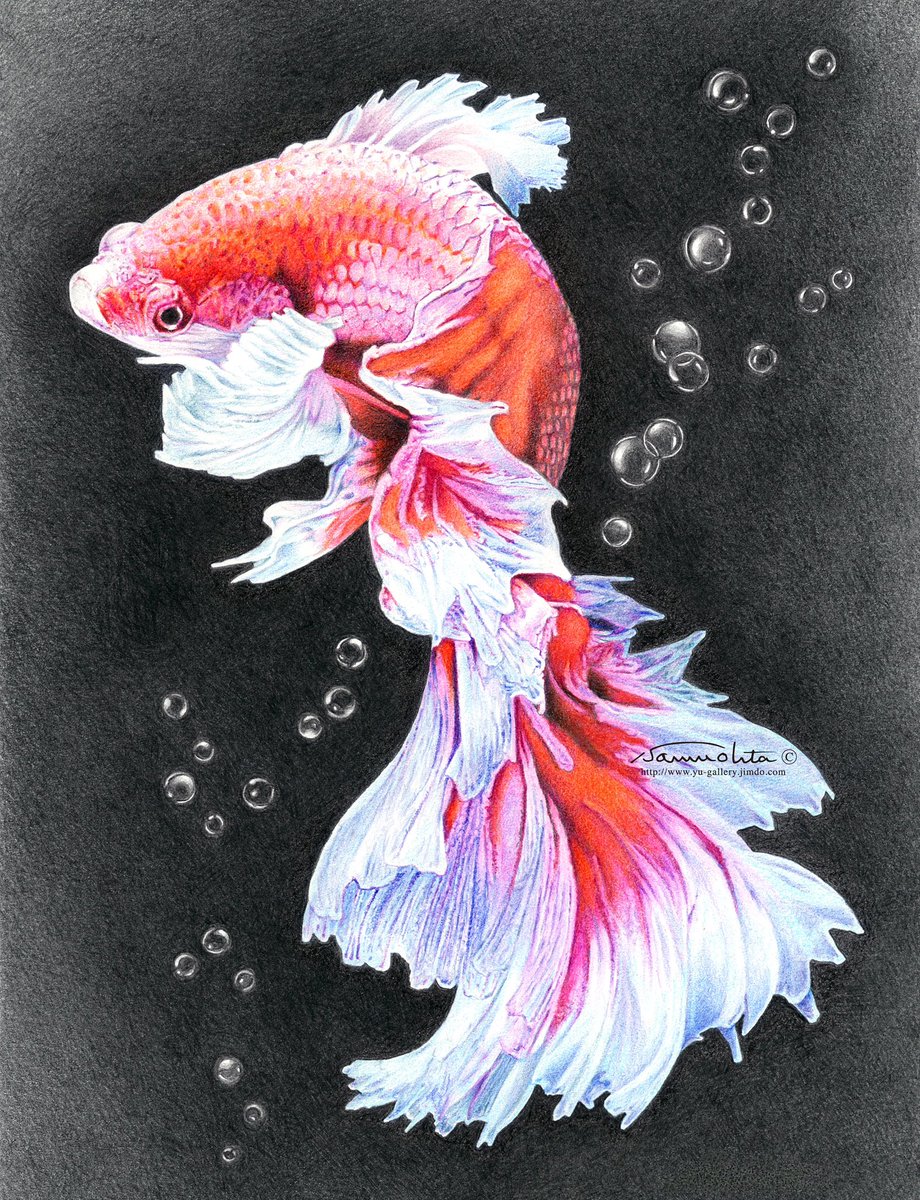 肉筆原画 ベタ 魚 熱帯魚 墨絵 ドローイング GHK4x7QaYAAAMqS.jpg