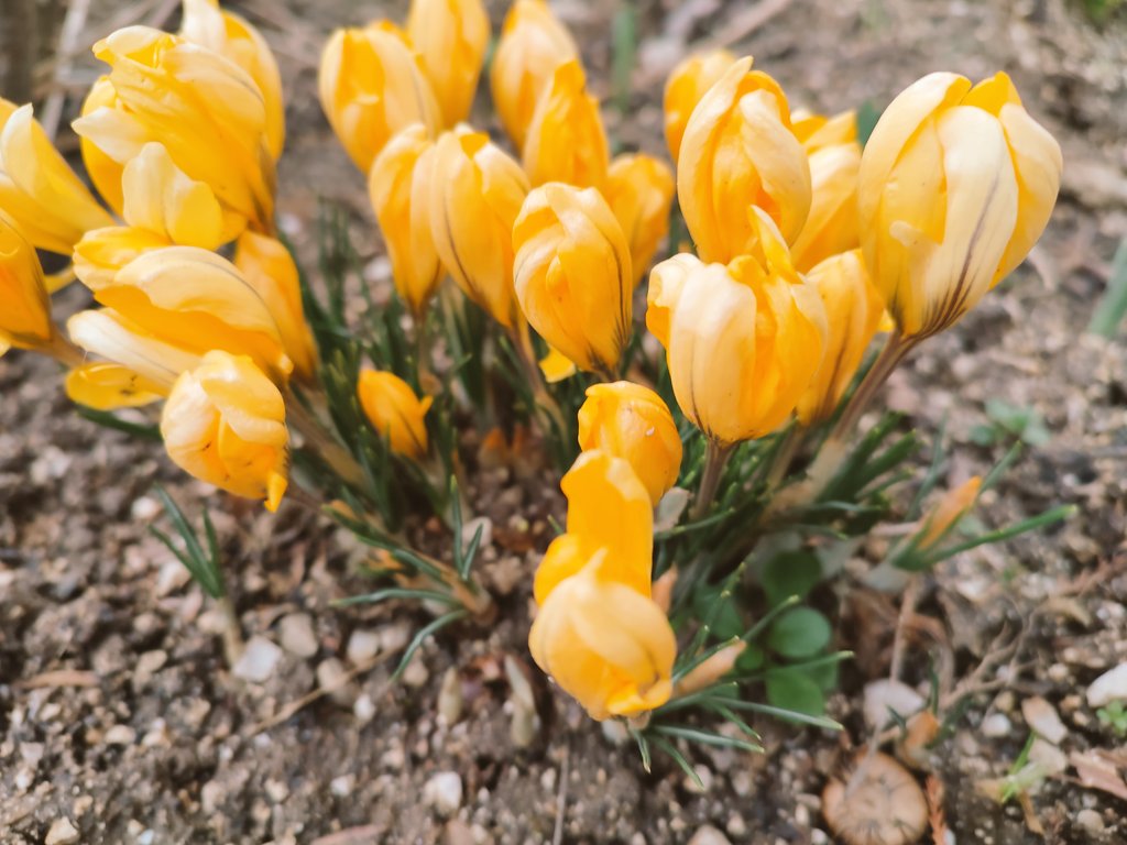 NumerologiaSk's tweet photo. #krokus #vitajjar #welcomespring #crocus https://t.co/ur7zNcfthO