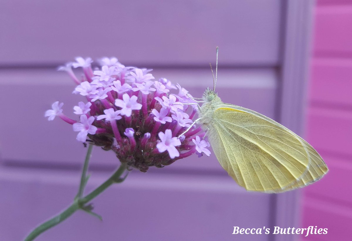 #SmallWhiteSunday for a #ButterflyForEveryDay 
Use these hashtags ☝️ above in your Small White #Butterfly #photos today 
🥚🐛🥐🦋 #Butterflies #Butterfly   #Sunday #positivity #PositiveVibesOnly