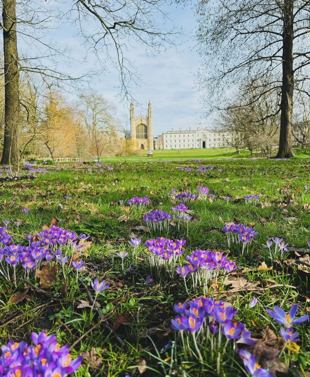 It's crocus season in #Cambridge 🌷 📸 @CambridgeJBS