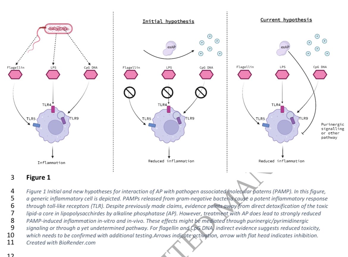 🫘Management of sepsis related AKI

🤷‍♀️Till now supportive management 👇Hemodynamic optimization/RRT

✅Alkaline phosphatase is  emerging 🆕 therapy for AKI

👍Enzyme with anti inflammatory effects-⬇️ AKI

@NDTsocial 

academic.oup.com/ndt/advance-ar…