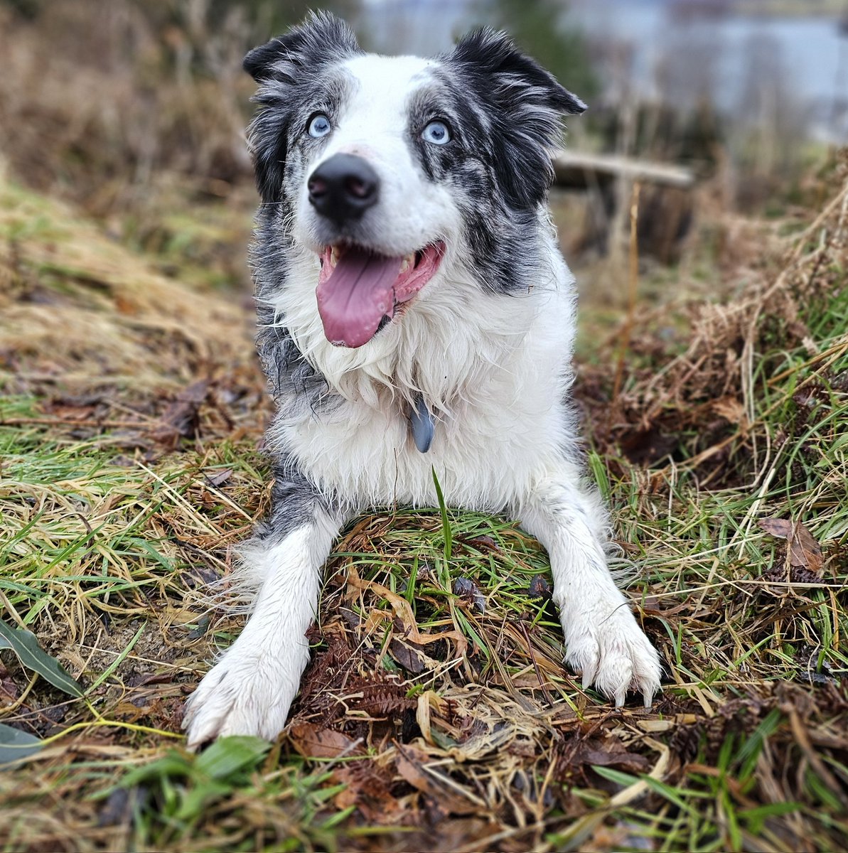 Bob Moss 🏴󠁧󠁢󠁳󠁣󠁴󠁿 tweet media