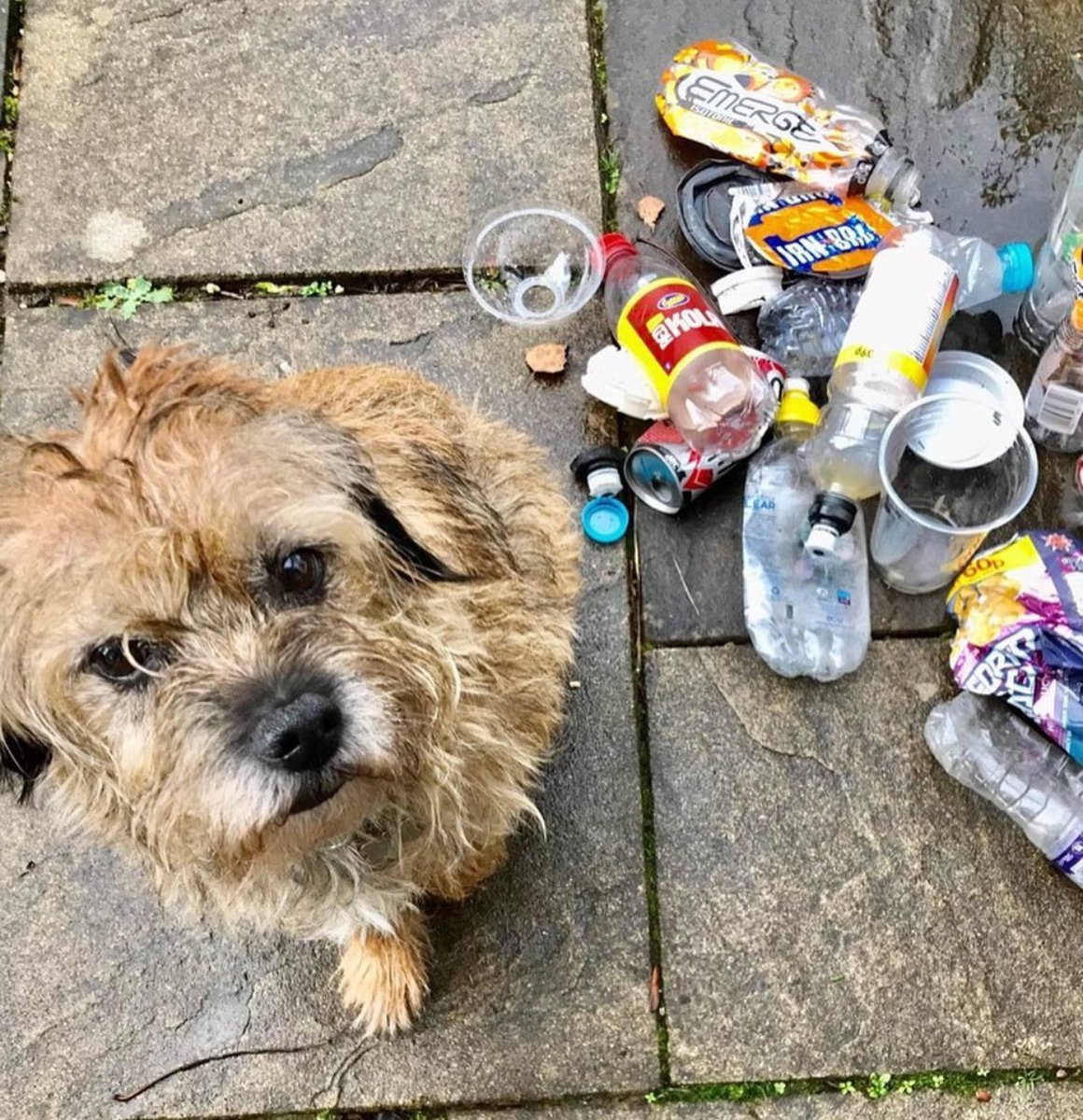 Wherever you roam, pick up a few pieces of #litter. So simple, so effective. 25,000 AMAZING dog owners removing over 36 million bits of litter every year. Great for #mentalhealth & positivity taking a simple action that protects animals. #btposse #dogowners #sundayvibes