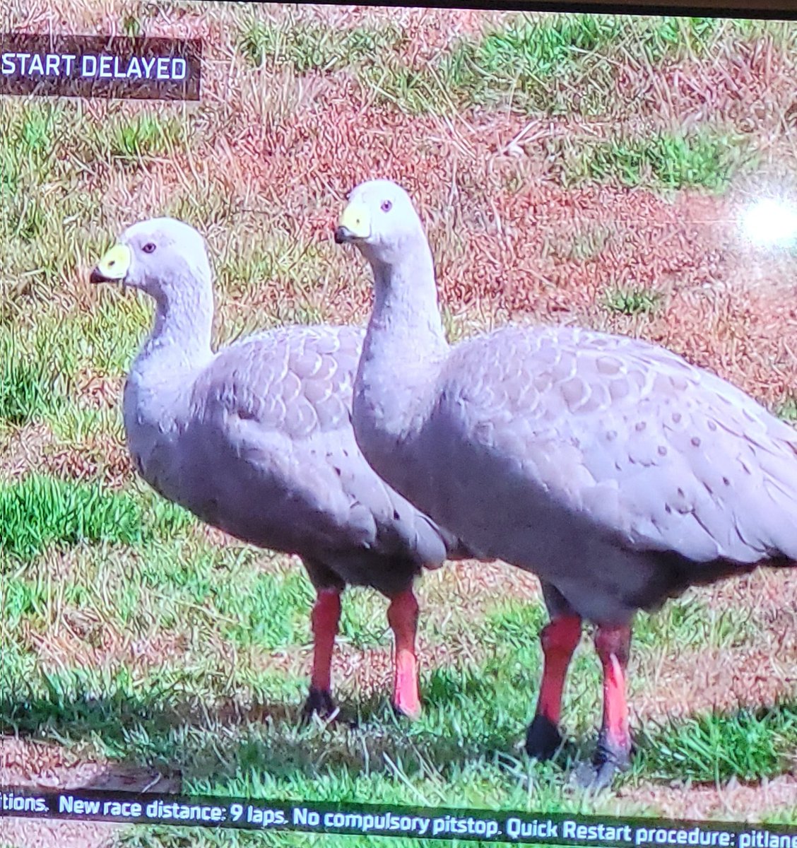 Ganso Ceniciento según Google Lens🦆 <a href="/Perflo135/">Pere Flores</a>