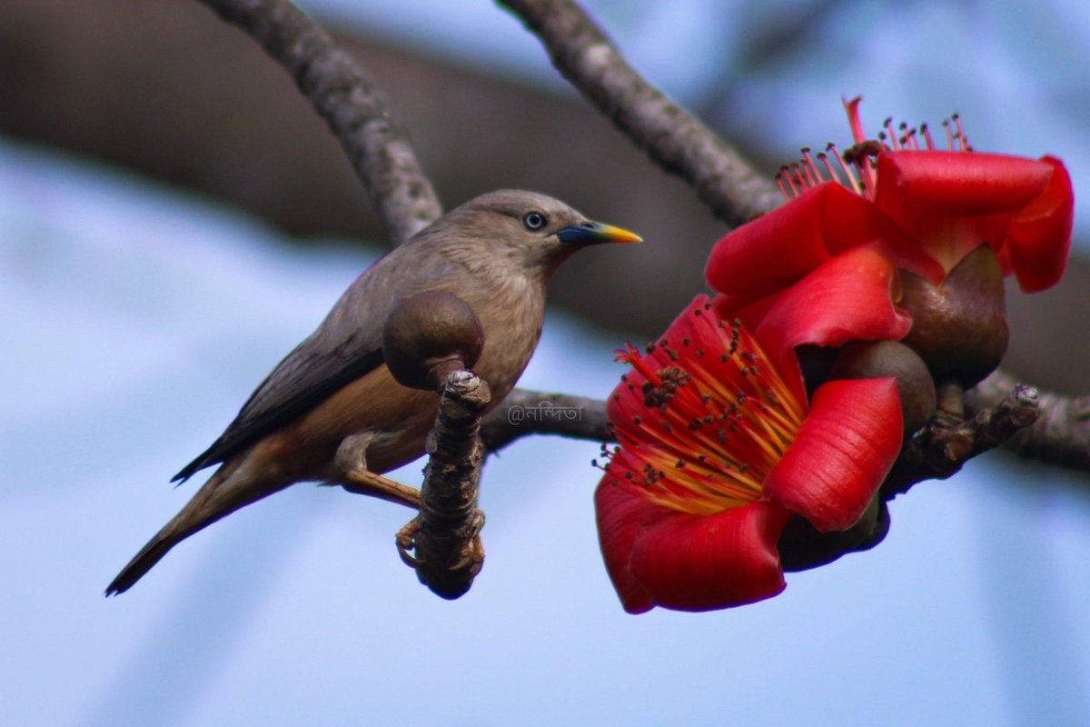 Chestnut tailed starling

#birdwatching #bird #BirdsSeenIn2023 #birds #asianbirds #nature
