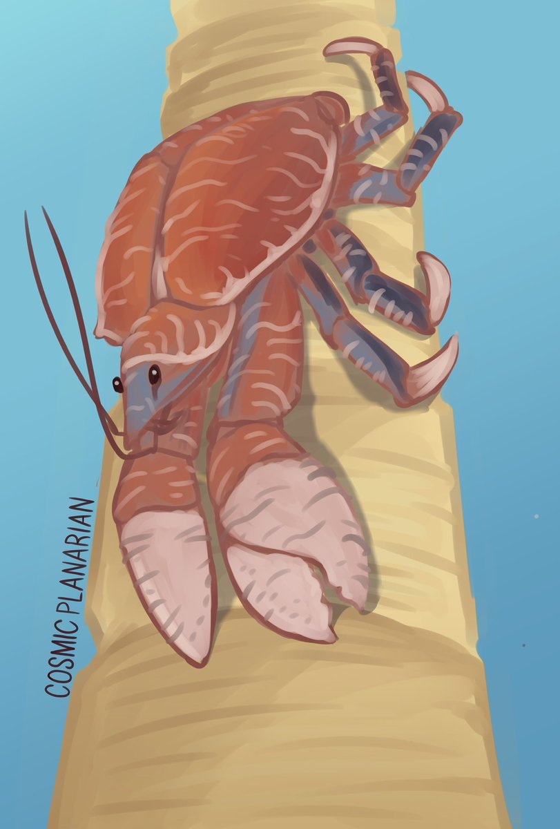 100 Days of Sea Creatures Day 94 - Coconut Crab (Birgus latro) Only 6 days left #smallartist #seacreatures