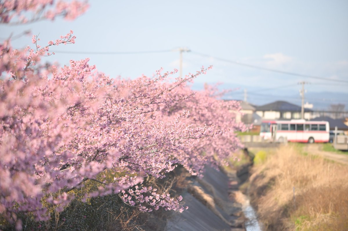近所の河津桜はもう満開
早いね
