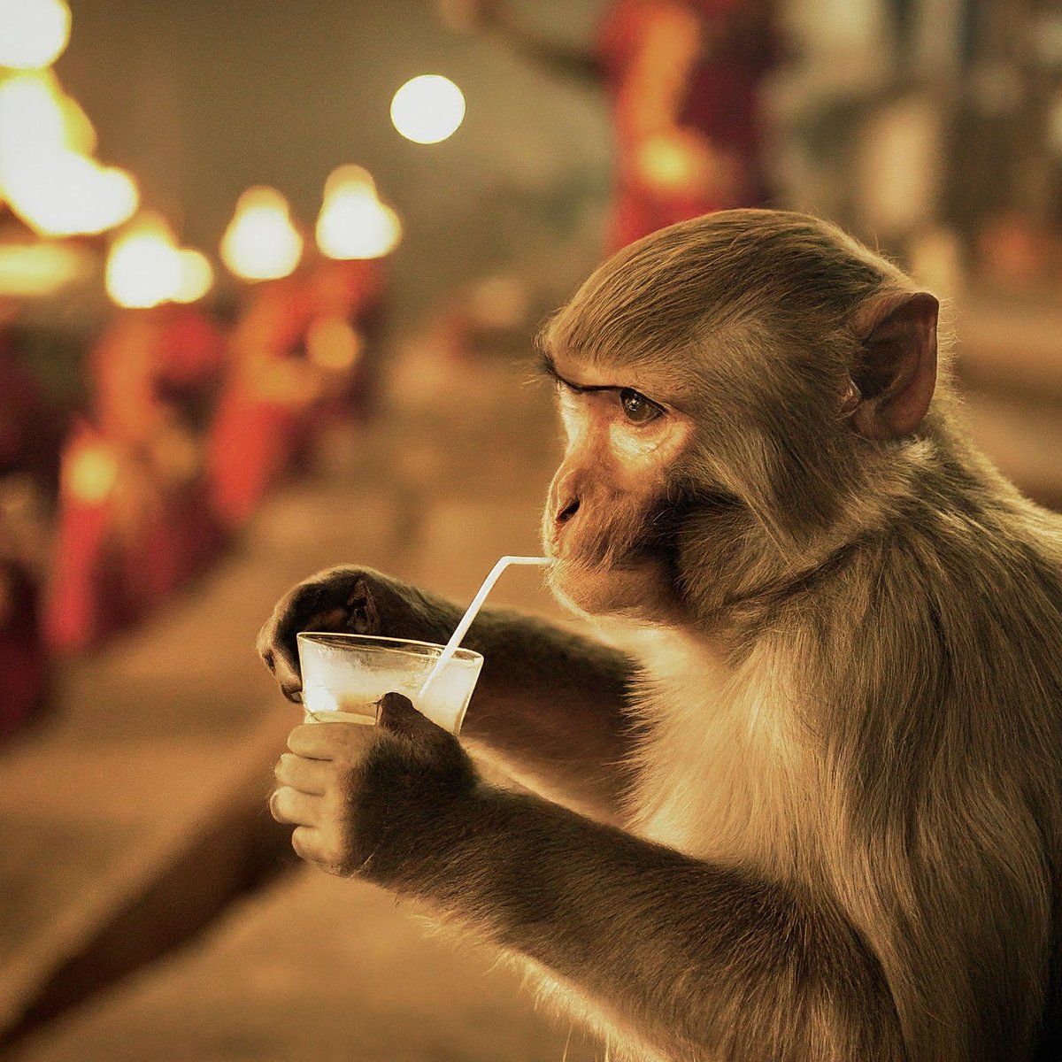 pratyusssh's tweet image. Prompt:
Make an image of a monkey drinking chai with straw on the ghats of varanasi with hindu priests doing aarti in the background