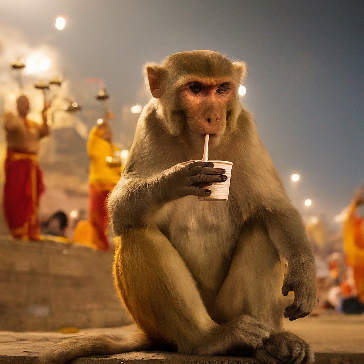 pratyusssh's tweet image. Prompt:
Make an image of a monkey drinking chai with straw on the ghats of varanasi with hindu priests doing aarti in the background