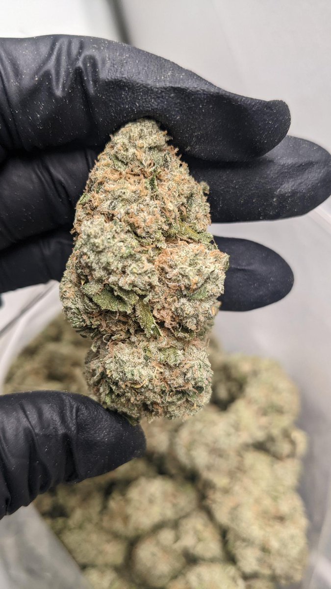 LAYER CAKE HYBRID: THC 25% Terp Profile : Minty & Spicy. Effects: Hard hitting body & head high. Great for pain, sleep, appetite,  creativity. #fastestcheapweeddelivervancouver #cheapweeddelivery #cheapweed #samedayweed #bud #cannabis #greens #Thc #Vancouver #Van #hybrid