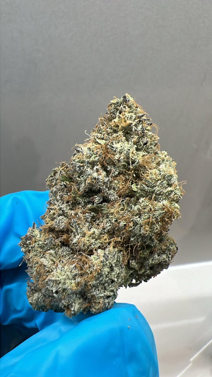 ICE CREAM CAKE KUSH : THC 24% INDICA HYBRID. Terp Profile: Super sweet & creamy. Effects: Hard hitting body high with a slight head high. Great for pain, sleep,  appetite. #fastestcheapweeddelivervancouver, #cheapweeddelivery #cheapweed #samedayweed #bud #cannabis #greens #Thc