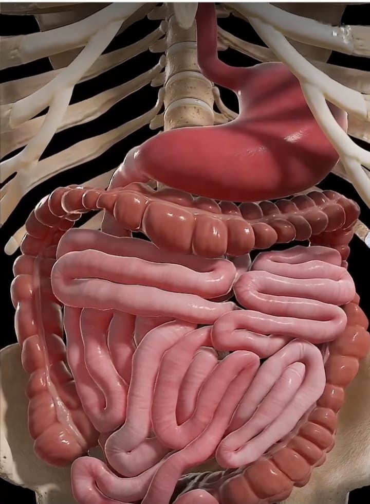 _
Datos sobre tu cuerpo

1. Los ojos parpadean aproximadamente 15-20 veces por minuto, lo que equivale a más de 28,000 parpadeos al día.

2. Los pulmones contienen suficiente superficie para cubrir media cancha de tenis cuando se despliegan por completo.

3. El cuerpo humano