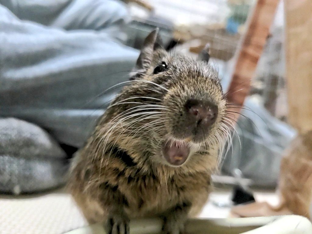 hogetirumen's tweet photo. 皆様、お久しぶりです🐭
さぼてんです🌵
今日からこちらで我が子達をポストしていきます🐭✨
旧アカウントではツイートしませんが、記録として残しておきます🐭
今後ともよろしくお願いします🐭✨
#デグー https://t.co/Ib2BNSGWx8