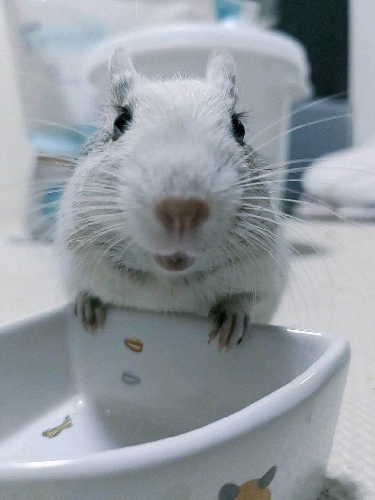 hogetirumen's tweet photo. 皆様、お久しぶりです🐭
さぼてんです🌵
今日からこちらで我が子達をポストしていきます🐭✨
旧アカウントではツイートしませんが、記録として残しておきます🐭
今後ともよろしくお願いします🐭✨
#デグー https://t.co/Ib2BNSGWx8