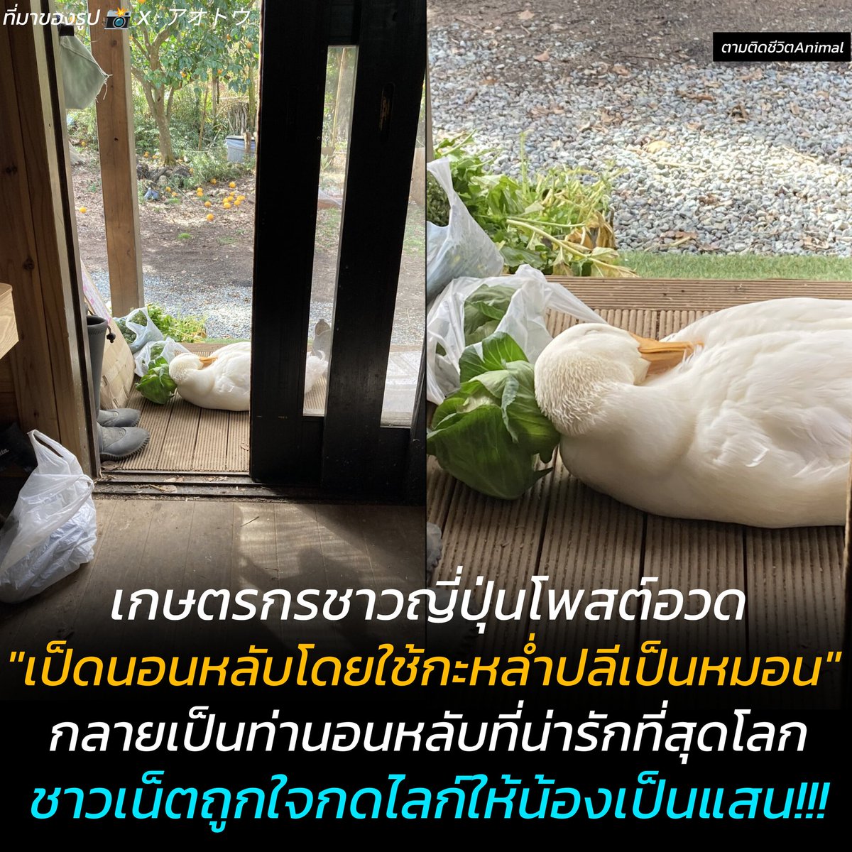 เกษตรกรข่าวญี่ปุ่นโพสต์ "น้องเป็ดนอนหลับโดยใช้กะหล่ำปลีเป็นหมอน" แค่น้องเป็ดนอนเฉยๆ ก็น่ารักอยู่แล้ว นี่ใช้กะหล่ำปลีเป็นหมอน ทวีความน่ารักขึ้นแบบ 300 % กลายเป็นเป็ดตัวแรกที่หนุนกะหล่ำปลี ชาวเน็ตต่างยอมใจให้กับความน่ารักนี้ 🪿🥬😴
น้องเป็ด : เย็นนี้กะหล่ำปลีสักหัวก็ไม่เลวน้า