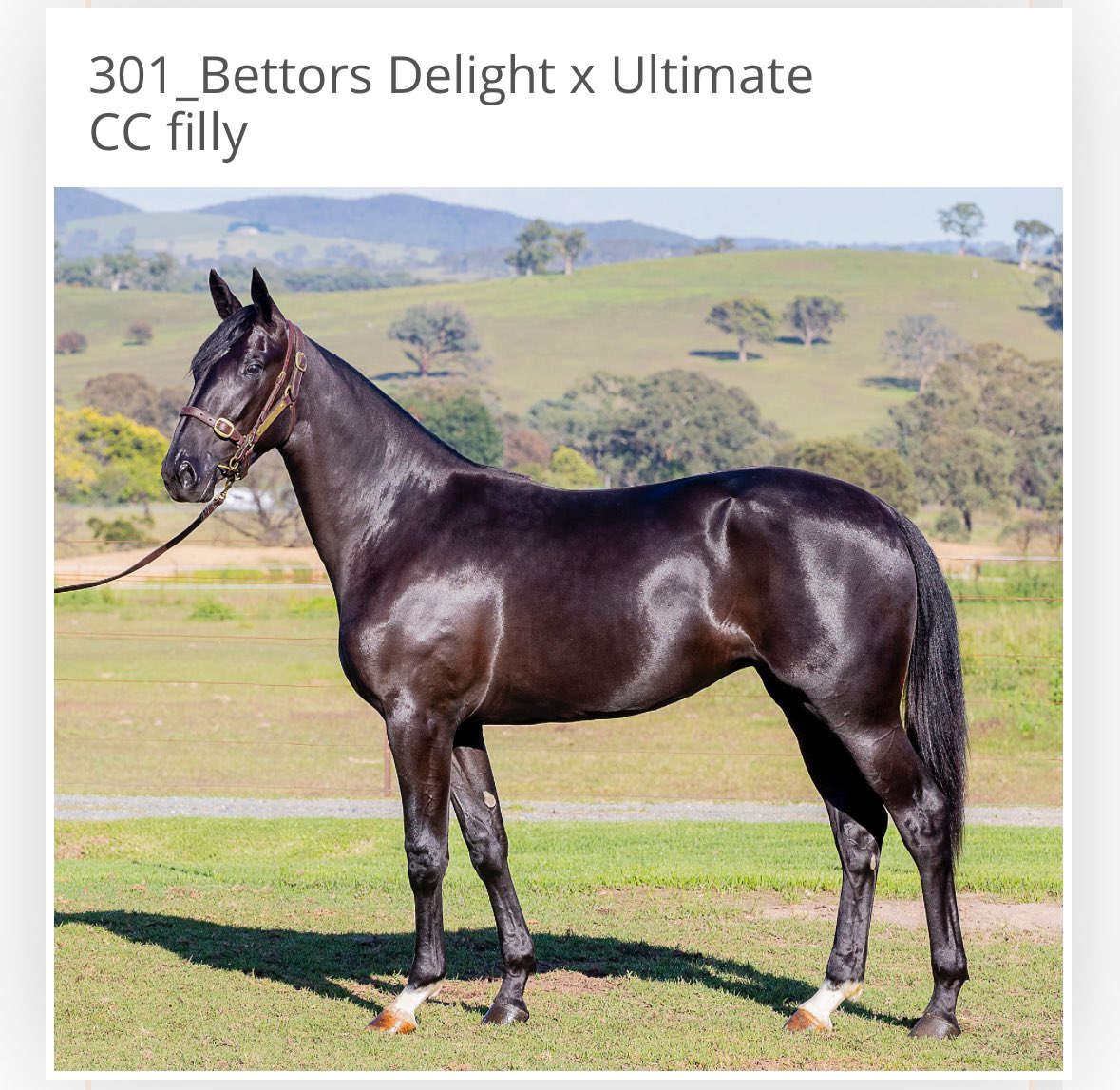 We got the one we wanted. Stunning filly in type, pedigree and nature. Already fully syndicated which is testament to the quality of this filly <a href="/lsxpress/">les sharp</a> <a href="/DannyZavitsanos/">Danny Zavitsanos</a> @Joshuatinning Thank you to N40 Racing for making this happen 💛💚⚓️