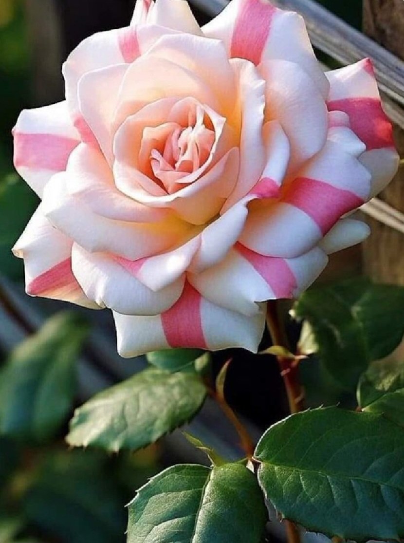 SummerRose 🌹Christine tweet media