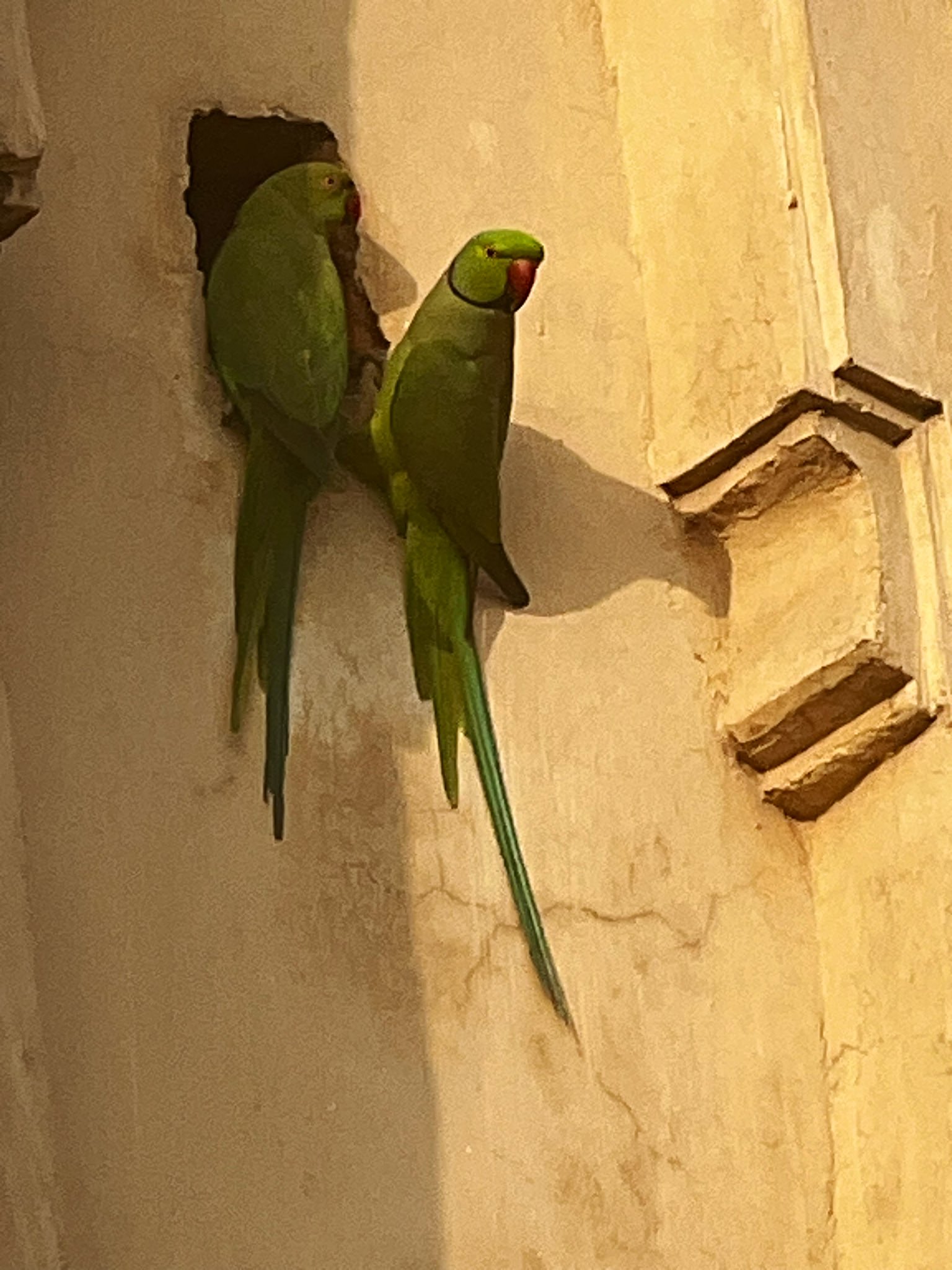 Rose-ringed Parakeets (Psittacula krameri) | Near The Gulf O… | Flickr