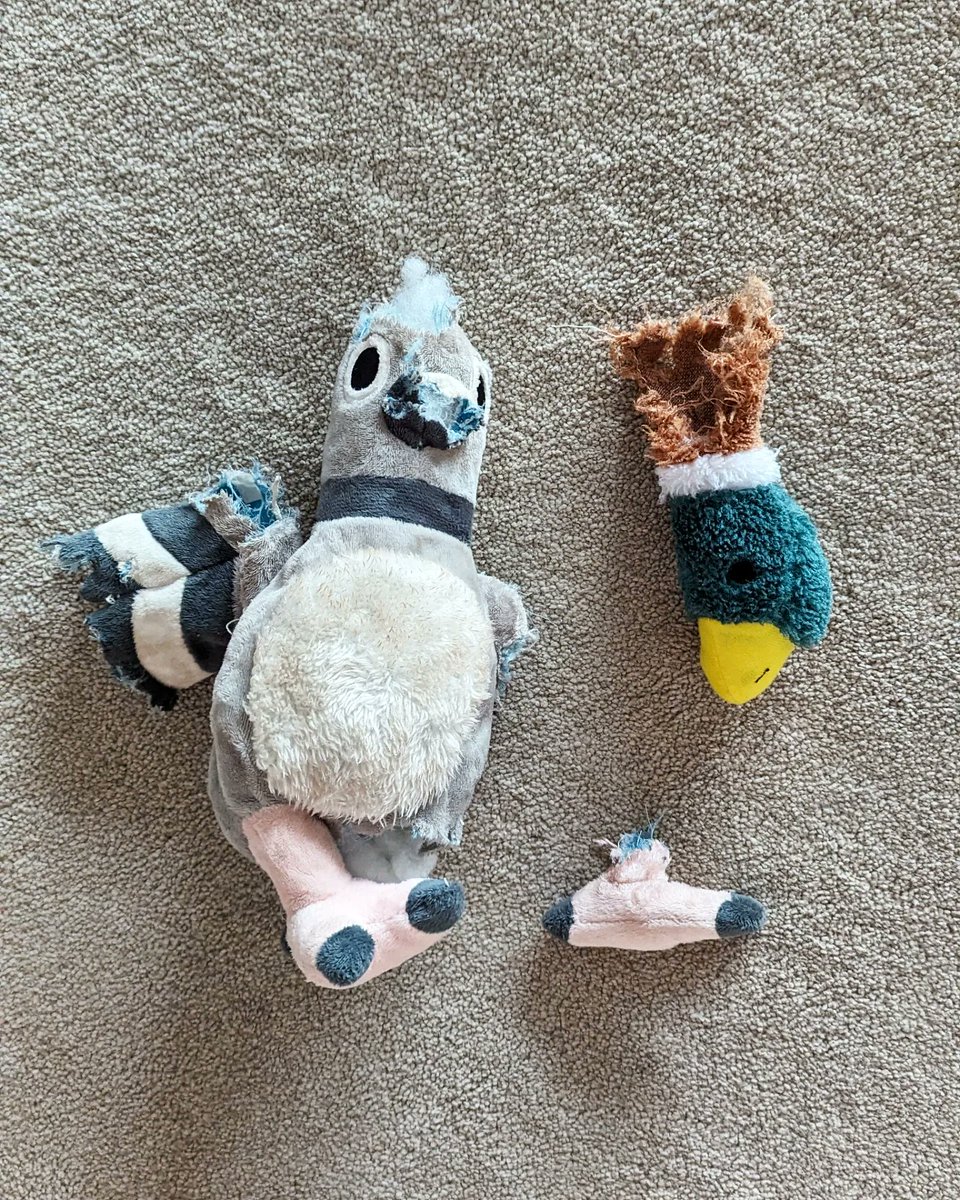 Lara Nouri tweet media