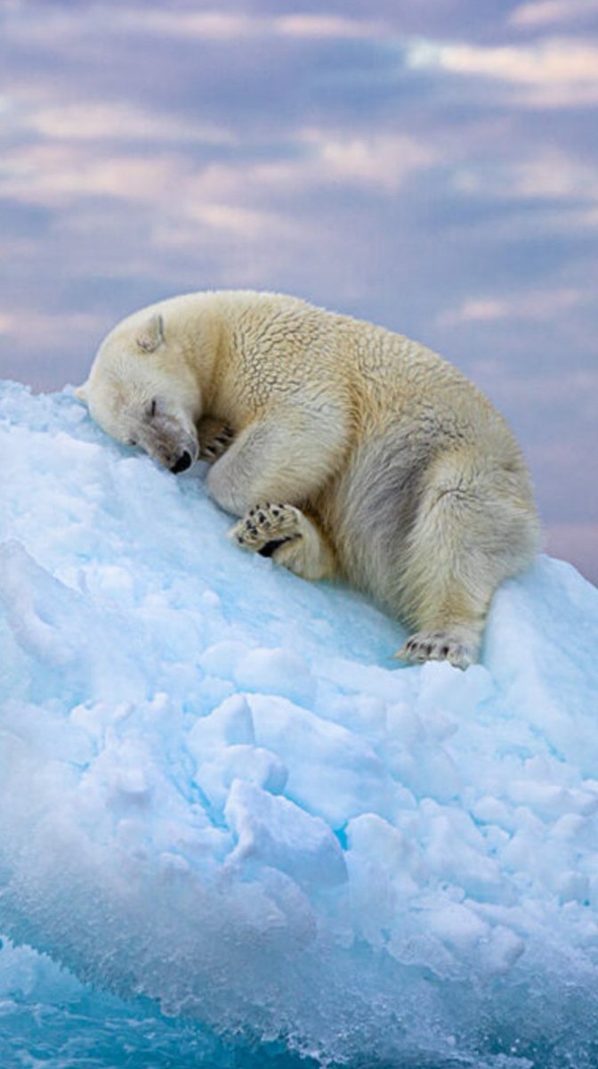 FrankCapitone's tweet image. #PeaceAndLove
#forFuture
#buonadomenica
#25febbraio

Per prima cosa fu necessario civilizzare l’uomo in rapporto all’uomo. Ora è necessario civilizzare l’uomo in rapporto alla natura e agli animali
✒️ Victor Hugo

@SalaLettura
#UmanoMenoUmano 

A difesa del futuro
Sarikhami 📸