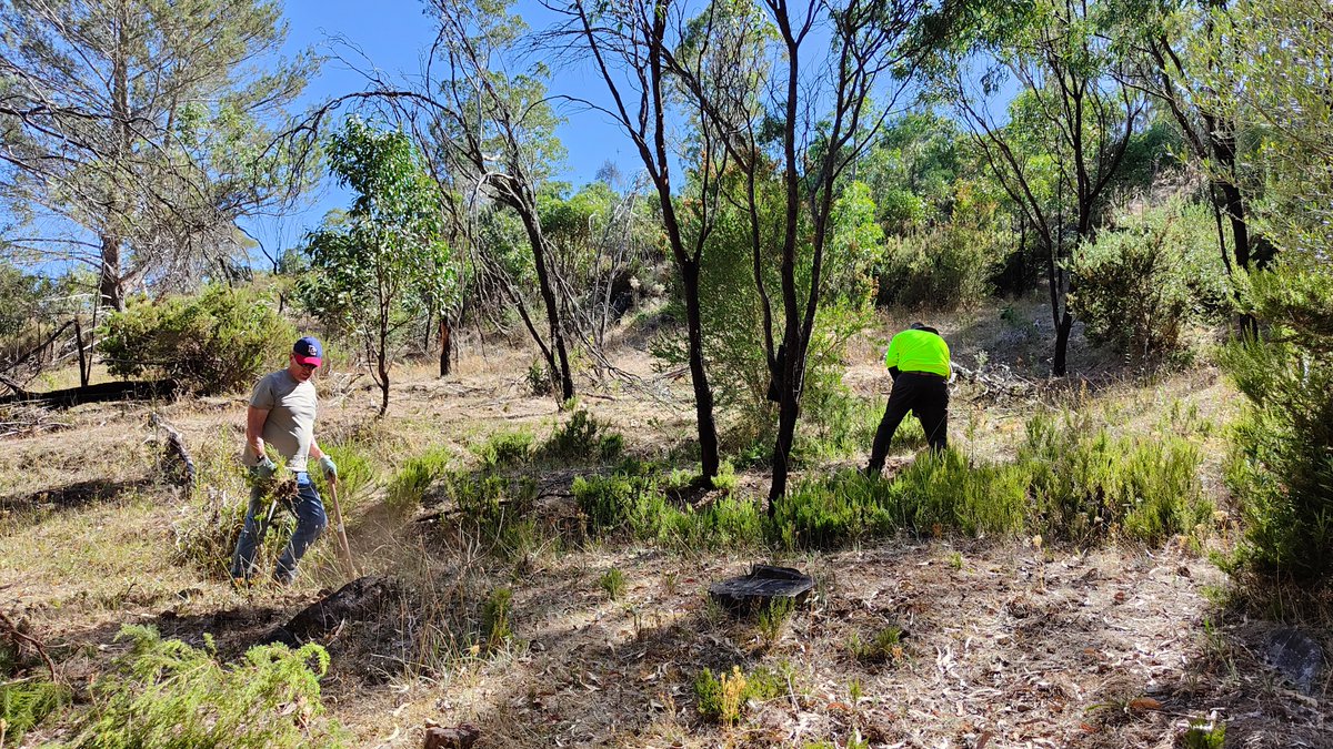 The Fourwheeldrive Adventurers  joined us today at Ambers Gully in Black Hill Conservation Park.
Together we estimate we cleared 1 Ha of Erica. Erica is a highly invasive weed in this area of the park which were displacing native plants and completely changing the ecology.