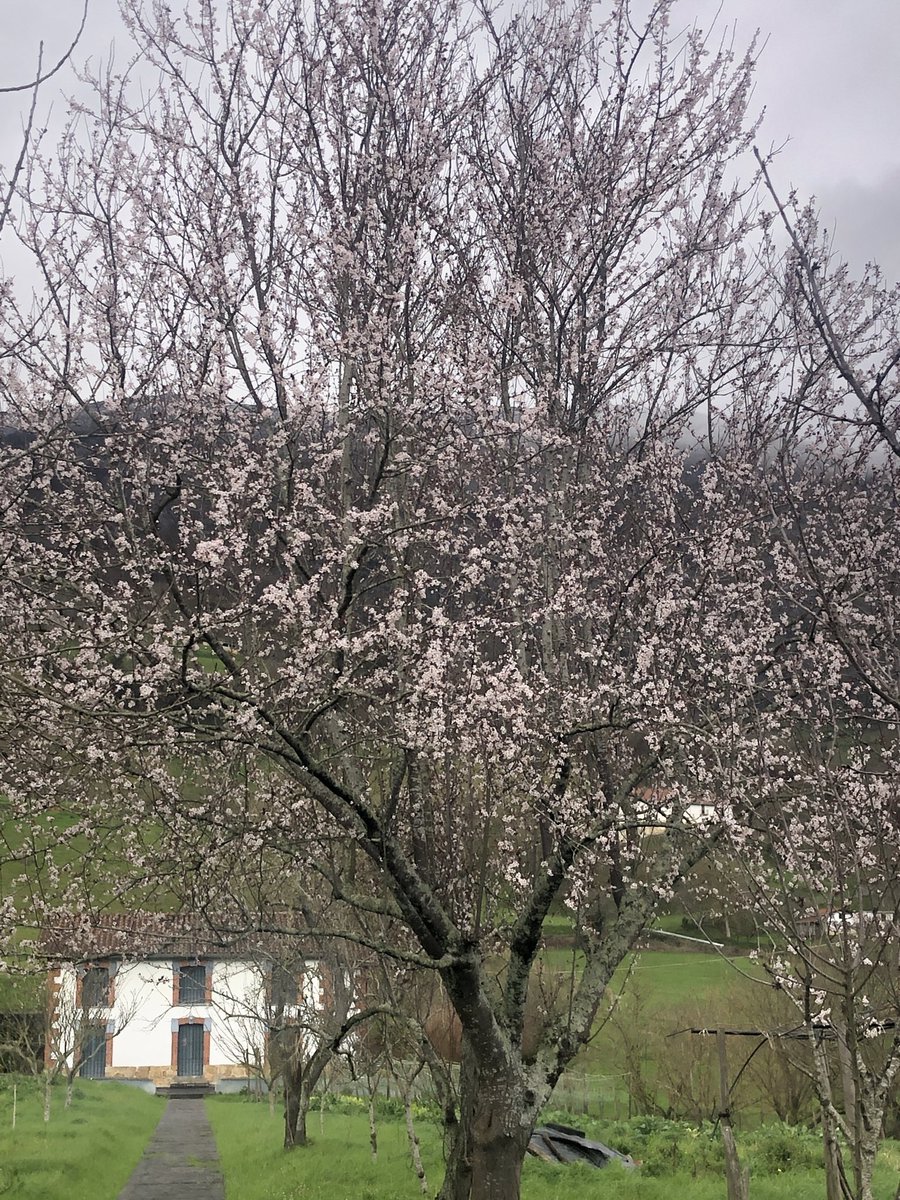 Jose Mari Azpiazu tweet media