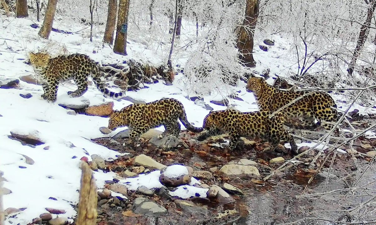 Due to hunting, logging, forest fires & roadbuilding, there are now only 200 Amur leopards left in the wild. Here are 4 of them. This image of mother & three healthy cubs was taken in the Northeast China Tiger & Leopard National Park (photo: NCTLNPA)
theguardian.com/environment/ga…