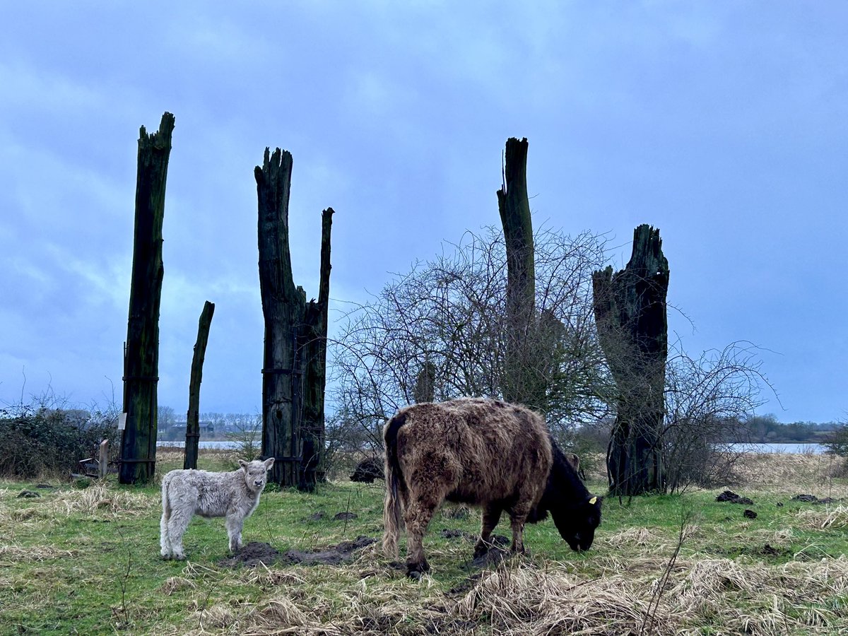Geschiedenis en toekomst ontmoeten elkaar in rivierengebied: Galloway-kalfje bij fossiele eiken-monument in Millingerwaard.