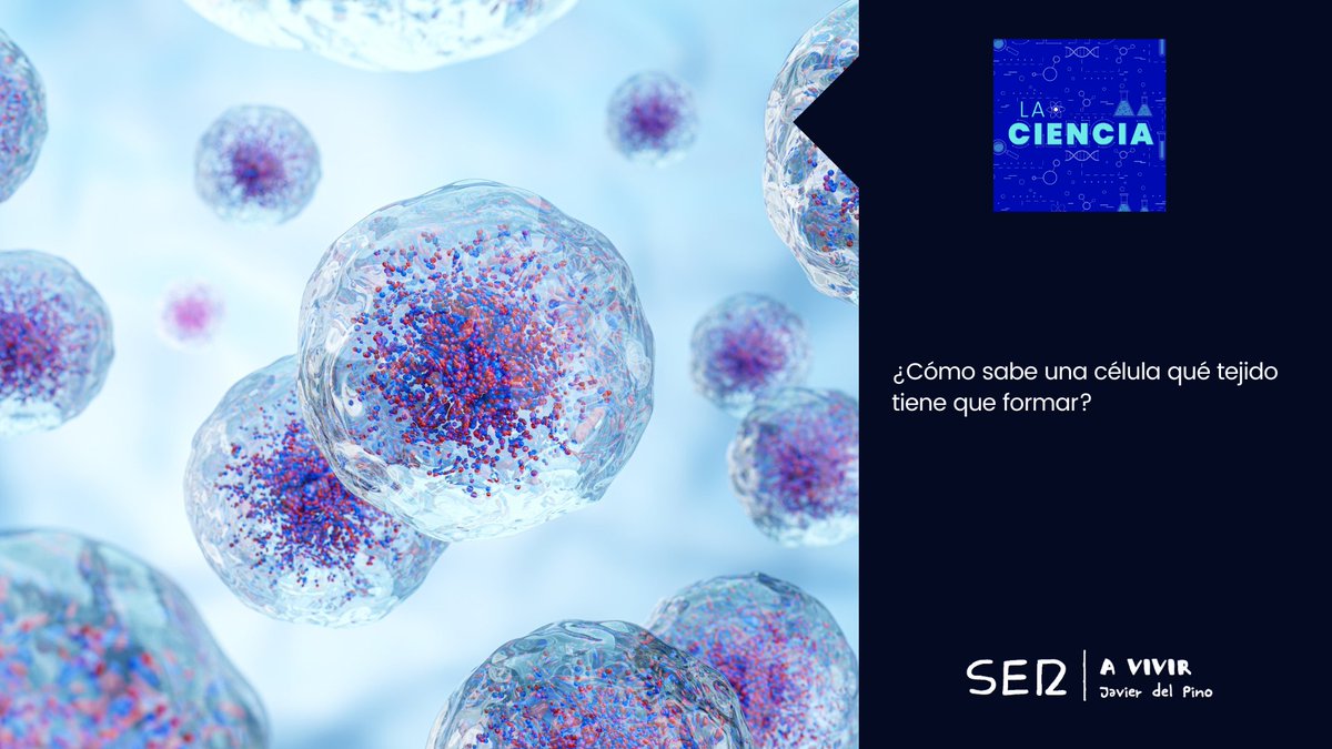 Conocemos el lugar que ocupa cada célula, ¿pero cómo saben ellas qué tejido tienen que formar? 

Hablamos con <a href="/NietoAngela/">Angela Nieto</a>, bioquímica y bióloga molecular, para entender el proceso por el que una célula llega a colocarse en su "destino final". 

👩‍🔬 linktr.ee/avivir
